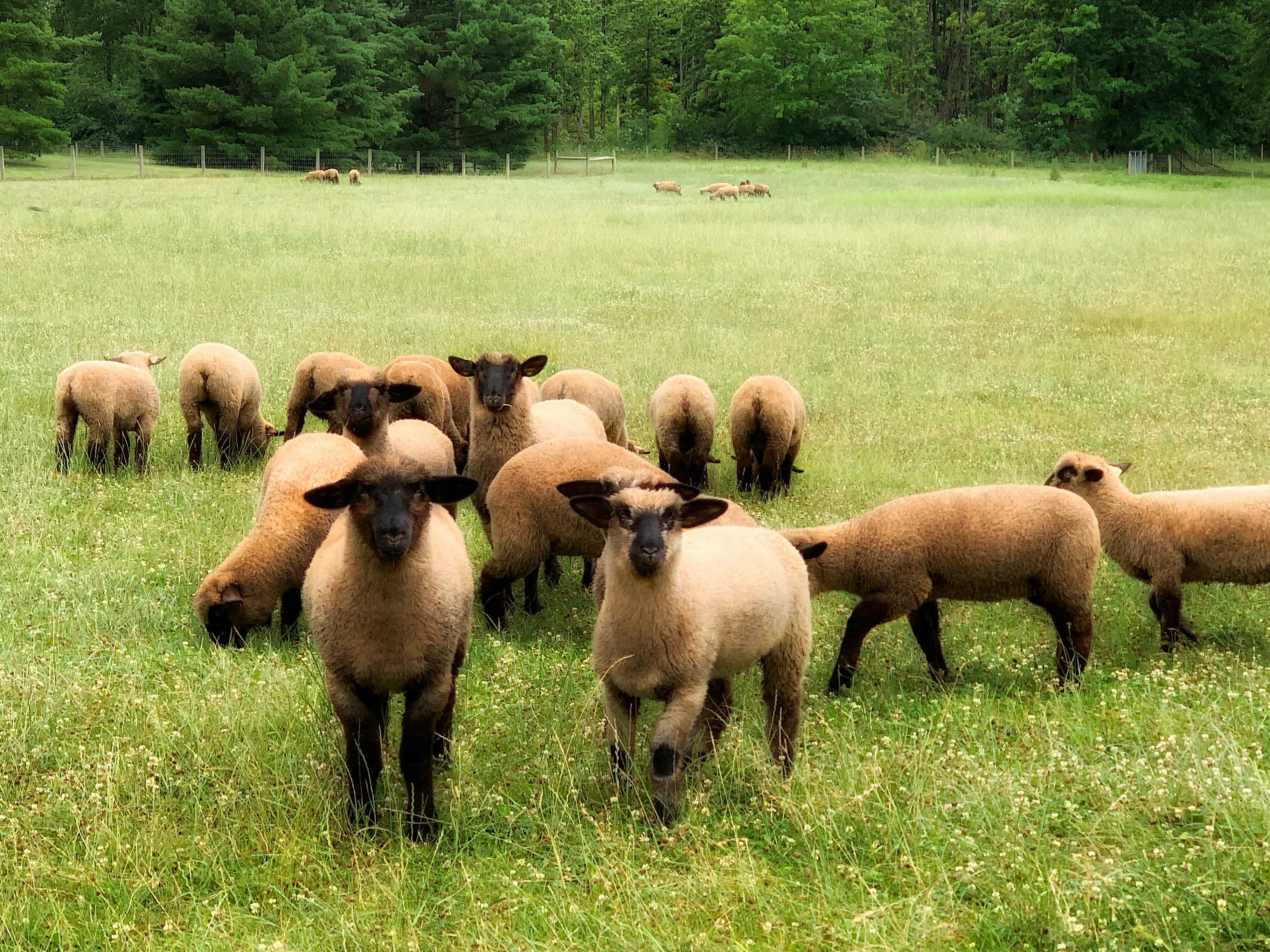 Heure du conte - Les animaux de la campagne 