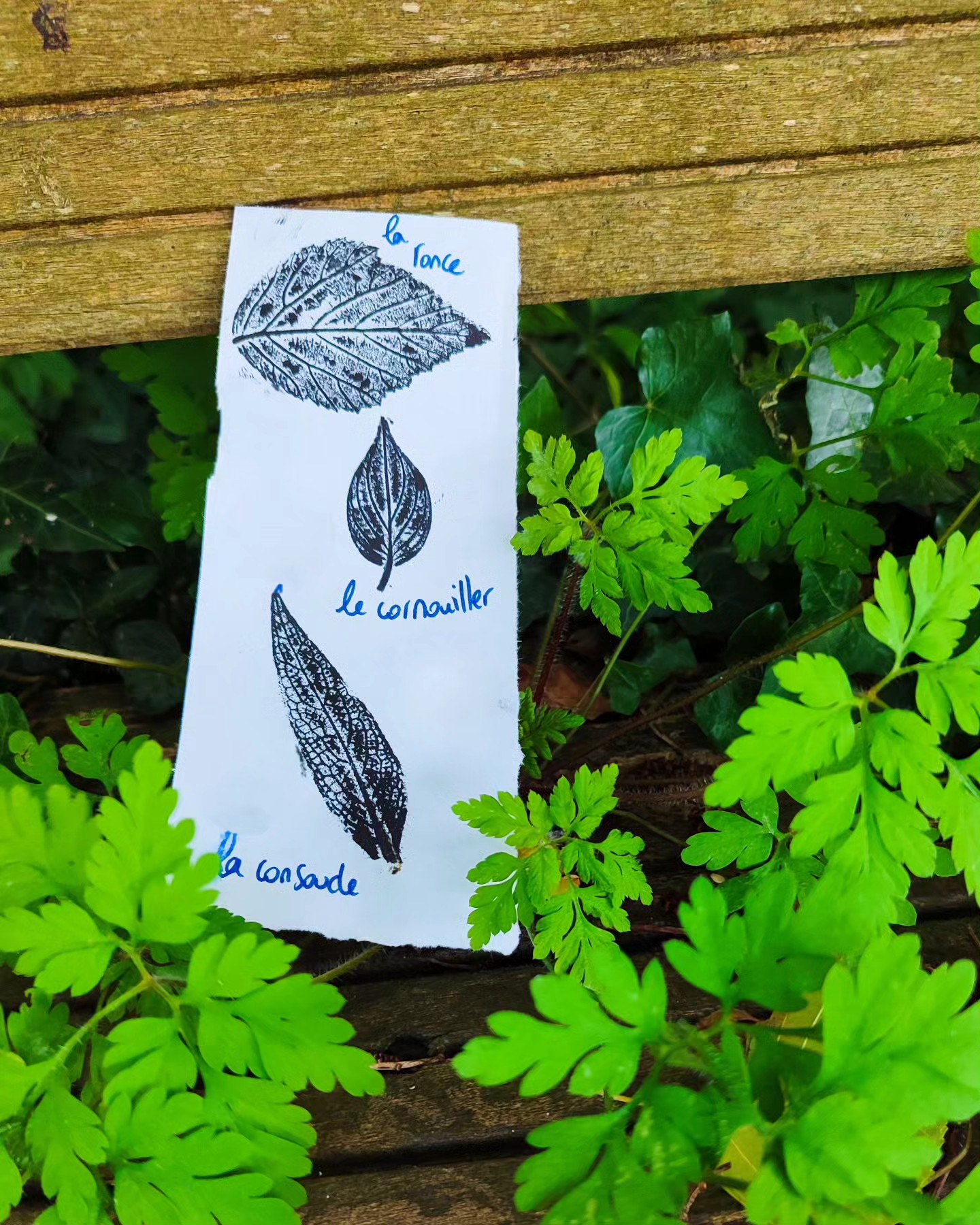Herbier à l'encre